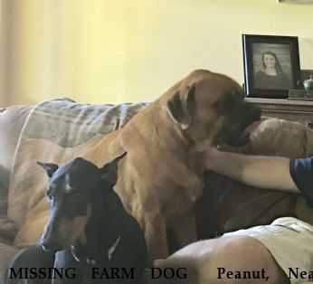 MISSING FARM DOG  Peanut,  Near McCalla , AL, 35111